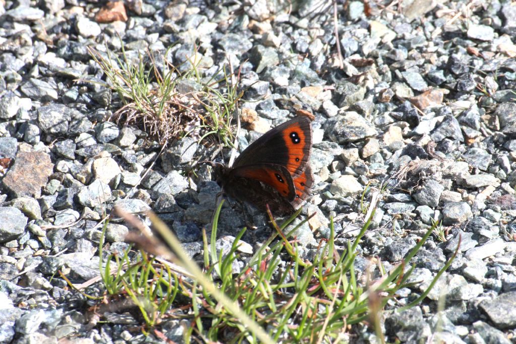 Erebia montana ed Erebia dromus/cassioides